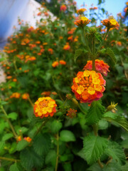 Obraz premium orange and flowers