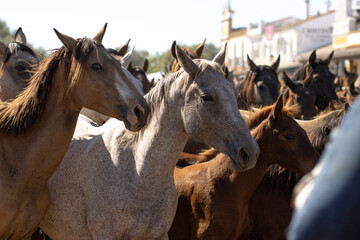 El Rocio, Huelva, Spain. Transfer of mares is a livestock event carried out with swamp mares, which...