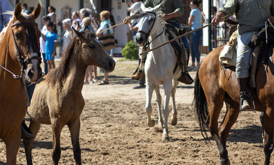 Fototapeta na wymiar El Rocio, Huelva, Spain. Transfer of mares is a livestock event carried out with swamp mares, which is held annually in the municipality of Almonte, Huelva. In Spanish called 