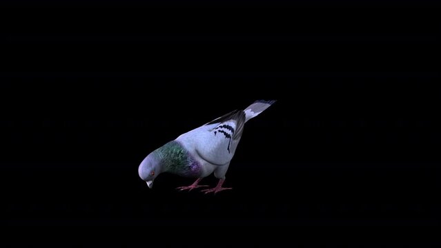 Pigeon Eat Front Side, 
Animation.Full HD 1920x1080. 10 Second Long.Transparent Alpha Video. LOOP.