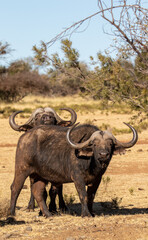 Obraz premium Cape or African buffalo bull on a game farm, South Africa