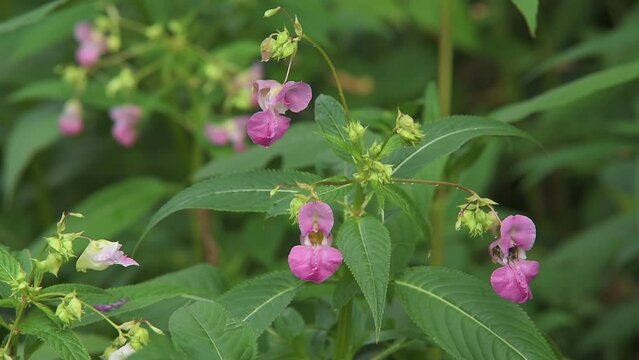 Impatiens glandulifera flowers along the Dora River visited by bumblebees looking for nectar and pollen in early summer, after a rain. Collegno, Italy.