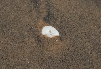 Oysters shield in the soil on the shoreline.