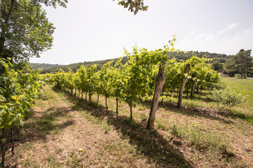 Fototapeta na wymiar Vineyards in June, Slovenia