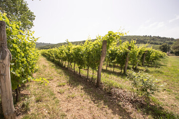 Fototapeta na wymiar Vineyards in June, Slovenia