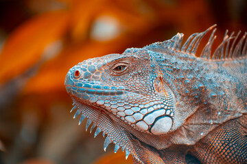 blue and orange iguana