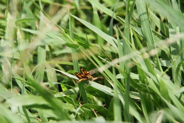 Fototapeta premium fly on a green leaf