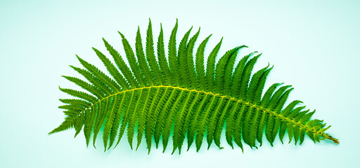 Green fern on a pastel turquoise background. Eco-friendly concept