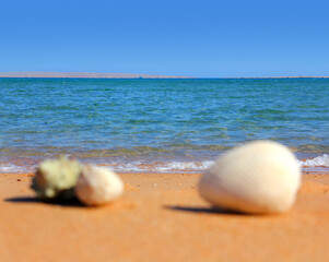 Fototapeta na wymiar defocused seashells on beach