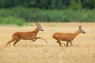 Roe deer, capreolus capreolus, buck chasing doe on a stubble field in summer rutting season. Male...