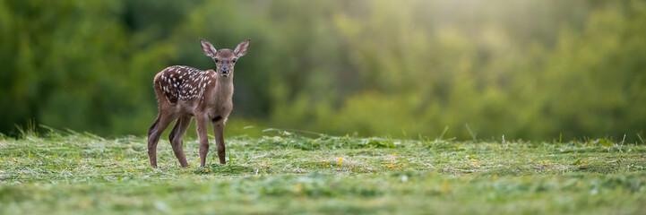 Cute red deer, cervus elaphus, fawn with white spots on a fur standing on a green meadow in summer nature with copy space. Adorable juvenile wild animal looking into the camera at sunrise.