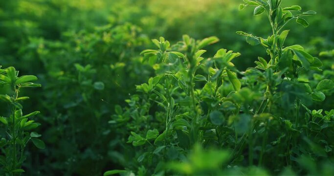 Green spring nature. Lucerne forage crop. Agriculture field. Alfalfa plant growing on golden bokeh sunlight lens flare defocused meadow background shot on RED Cinema camera.