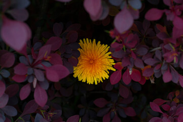 Kwiat, flower