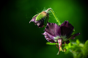 Kwiat, flower