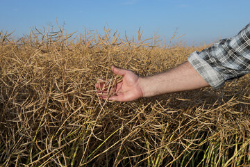 Agronomist or farmer examining canola crop in field, closeup of hand holding crop ready for...
