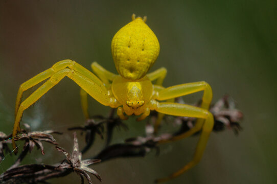 Pająk, spider