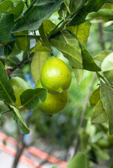 Healthy fresh lemons on the tree close up