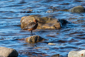 Ein Paar Pfuhlschnepfen im Vogelschutzgebiet Ekkerøy am Varangerfjord in Norwegen