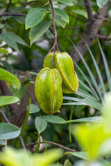 Two delicious starfruit or carambola hanging on the tree in the garden close up