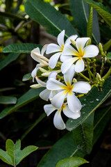 Obraz na płótnie Canvas White frangipani flowers bloomed on a branch in the garden