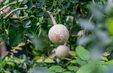 Wood apple or limonia acidissima fruit growing on the tree with copy space