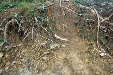 Soil Horizon layers. O is humus or organic, A is topsoil, B is subsoil, C is parent material and R is bedrock.	