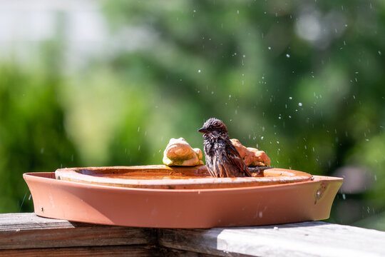 sparrow is bathing and splashing with water in a bird bath