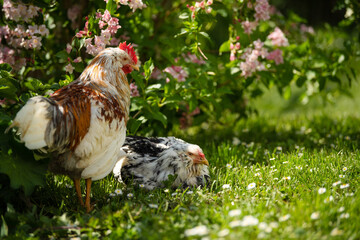 Cocks in nature background