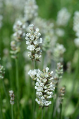 Common lavender