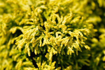 Hinoki cypress Butterball