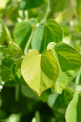 Chinese redbud Avondale