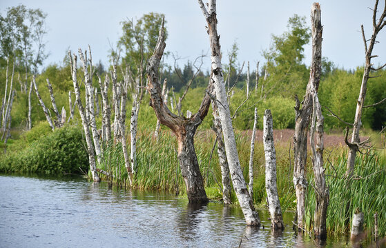 Moor in Offenb&uuml;ttel 