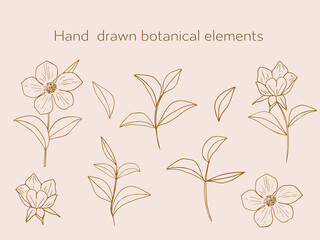 Line Drawing Abstract Floral Plants and Leaves Element Collection. Flowers and Branch sketch Outline Set Isolated on pastel background. Vector illustration