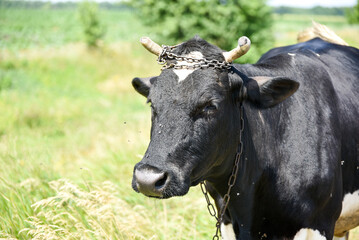 Obraz na płótnie Canvas Pregnant black cow on pasture,Ukrainian landscape.Milky black and white cow