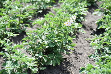 Bushes of potatoes on the field, early eco food, potato with flowers. Agriculture