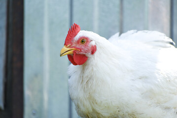 White hen on the farm, rural wildlife. Broiler