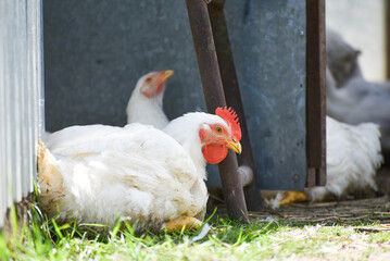 White hen on the farm, rural wildlife. Broiler