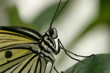 Obraz premium Weiße Baumnymphe (Idea leuconoe)