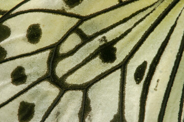 Weiße Baumnymphe (Idea leuconoe)