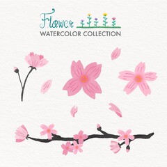 watercolor painting flowers sakura pink