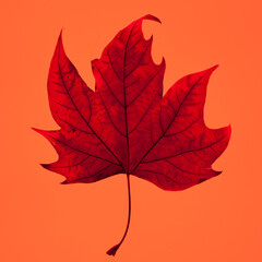 Leaf photo experimental