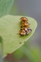 caterpillar on leaf