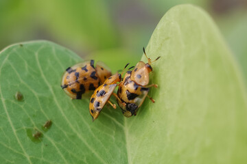 state potato beetle