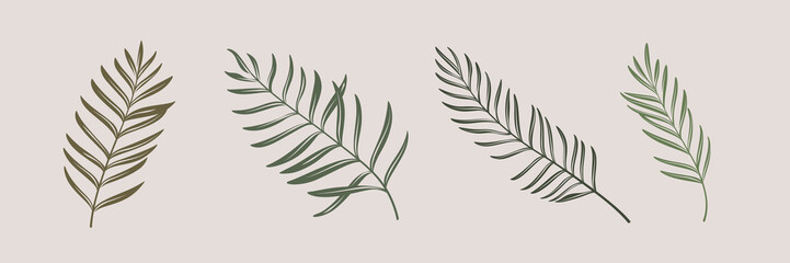 Different types of palm leaves. Contour vector illustration.