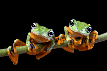 A pair of black-webbed tree frogs on a tree branch