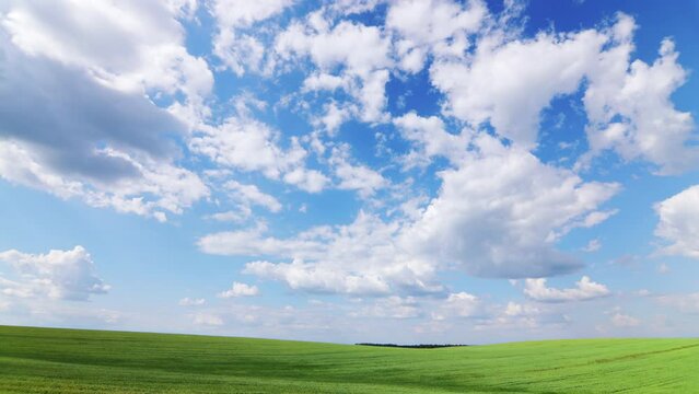 Green wheat field with beautiful clouds. Timelapse