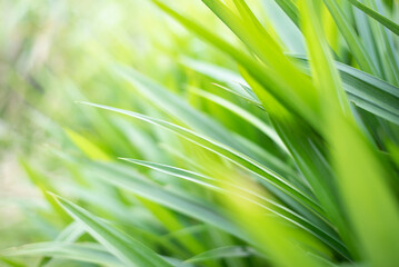 Green leaves of pandanus, blurry closeup taken in the garden, the sunset lighting shown a very nice greenery , golden and yellowish use for  background or wall paper 