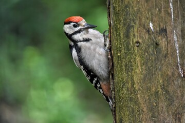 Pic épeiche (Dendrocopos major), Neuchâtel, Suisse.