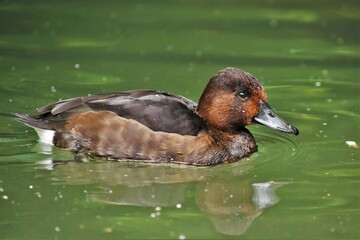  Fuligule nyroca (Aythya nyroca), Neuchâtel, Suisse.