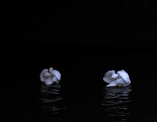 Ptak, łabądź, 
swan